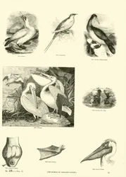 Pagina uit Het Picturale Museum van Geanimeerde Natuur